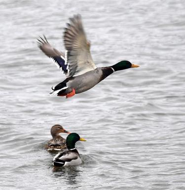 ducks swimming