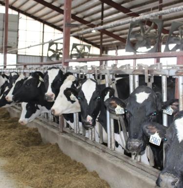 Cows. Photo Credit: USA Today