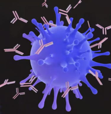 Illustration of antibodies surrounding a virus particle. 