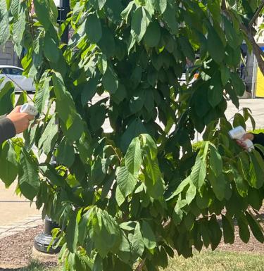  Aaliyah Campbell measure the surface temperature of a tree in Pittsburgh during summer 2022. 