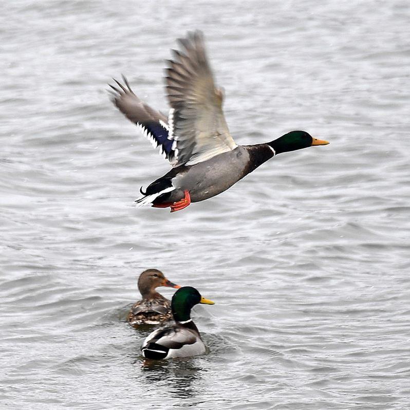 ducks swimming