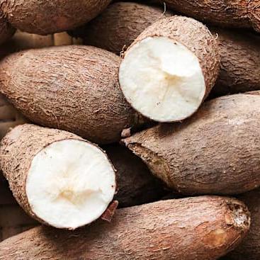 photo of cassava root