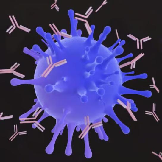 Illustration of antibodies surrounding a virus particle. 