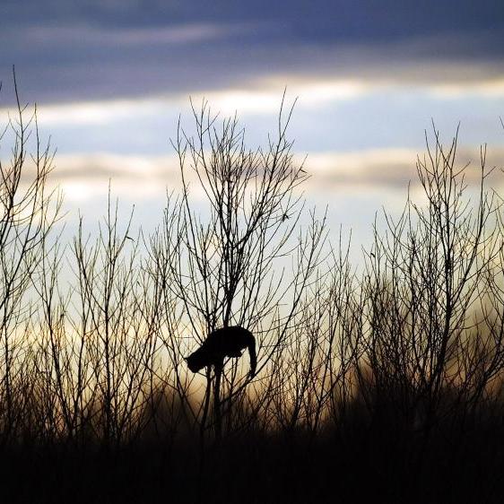 cat in a tree