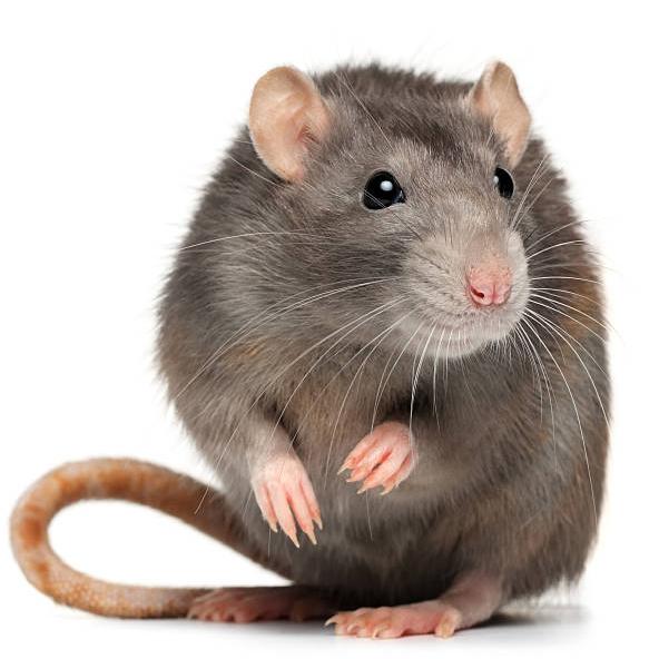 Photo of a rat